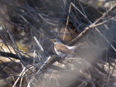 Turdus pilaris