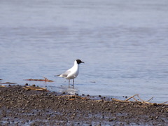 Chroicocephalus ridibundus