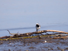 Motacilla alba