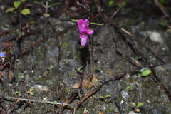 Impatiens tripetala