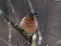 Fringilla coelebs