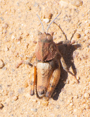 Ocnerodes prosternalis