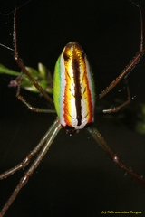 Leucauge levanderi