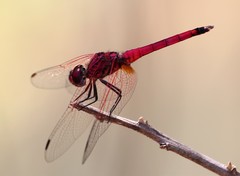 Trithemis selika