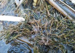 Ceratophyllum demersum