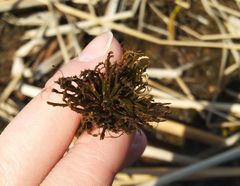 Ceratophyllum demersum