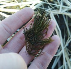Ceratophyllum demersum
