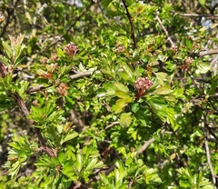 Crataegus monogyna