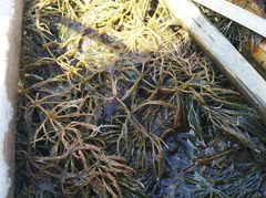 Ceratophyllum demersum