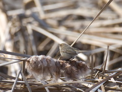 Phylloscopus collybita