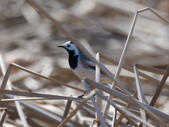 Motacilla alba