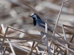 Motacilla alba