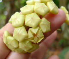 Hoya