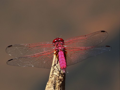 Madagascan Crimson Dropwing