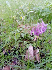 Corydalis solida