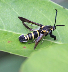 Nokona pilamicola