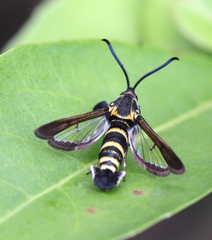 Nokona pilamicola