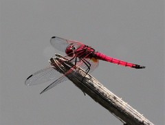 Trithemis selika