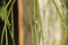 Rhipsalis floccosa