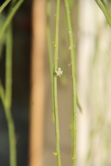 Rhipsalis floccosa