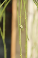 Rhipsalis floccosa