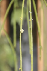 Rhipsalis floccosa