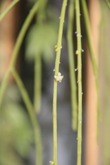 Rhipsalis floccosa