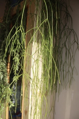 Rhipsalis floccosa