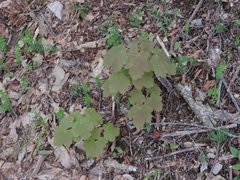 Acer opalus obtusatum