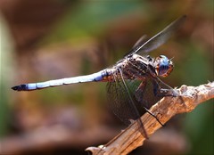 Orthetrum azureum