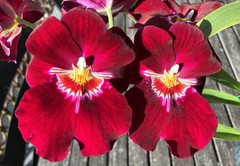 Miltoniopsis