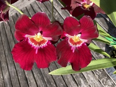 Miltoniopsis