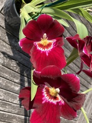 Miltoniopsis