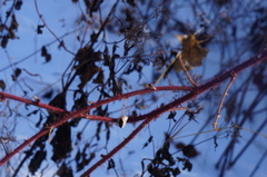 Rubus phoenicolasius