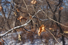 Acer platanoides