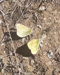 Lepidoptera