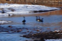 Branta canadensis