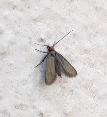 Cauchas rufifrontella