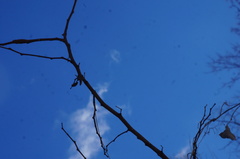 Robinia pseudoacacia