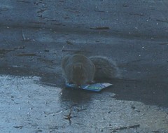 Sciurus carolinensis