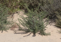 Centromadia parryi australis