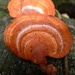 Southern Cinnabar Polypore - Photo (c) sea-kangaroo, some rights reserved (CC BY-NC-ND), uploaded by sea-kangaroo