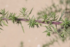 Centromadia parryi australis