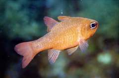 Mediterranean Cardinalfish photo 5