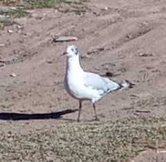 Chroicocephalus serranus