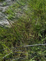 Ehrharta villosa