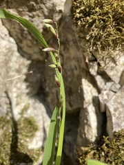 Melica uniflora