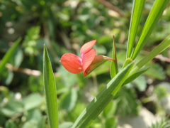 Lathyrus cicera