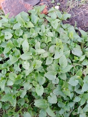 Lamium album