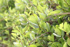 Gymnanthera oblonga